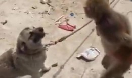 猴子爆料最新消息视频播放,揭秘最新消息视频幕后真相